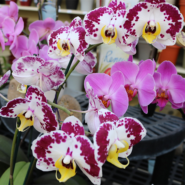 Orchid in Ceramic Deco Pot - 5in