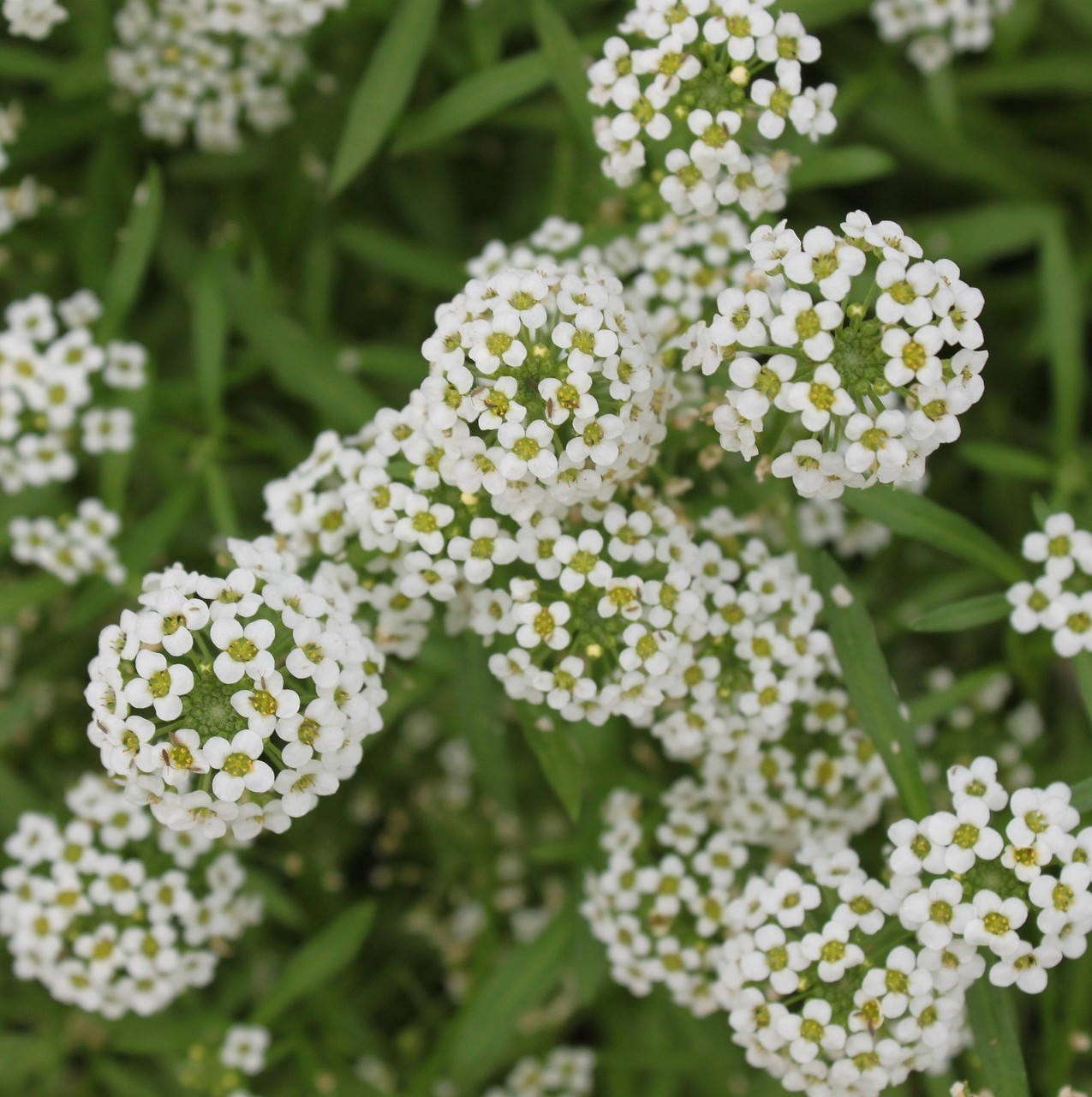 Lobularia