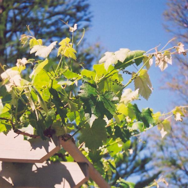 Grape Niagara - 1 Gal