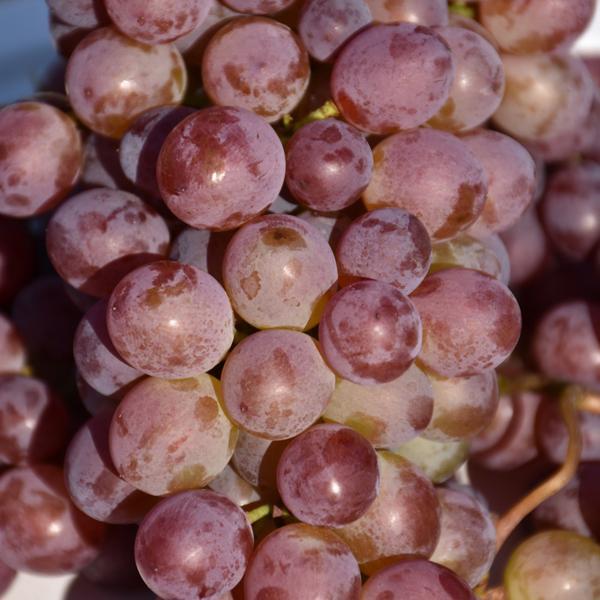 Grape Seedless Vanessa Red - 2 Gal