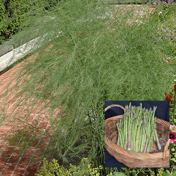 Asparagus Jersey Knight - Bundle of 25 