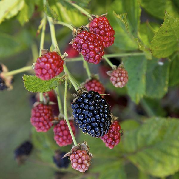 Blackberry Baby Cakes - 2 Gal