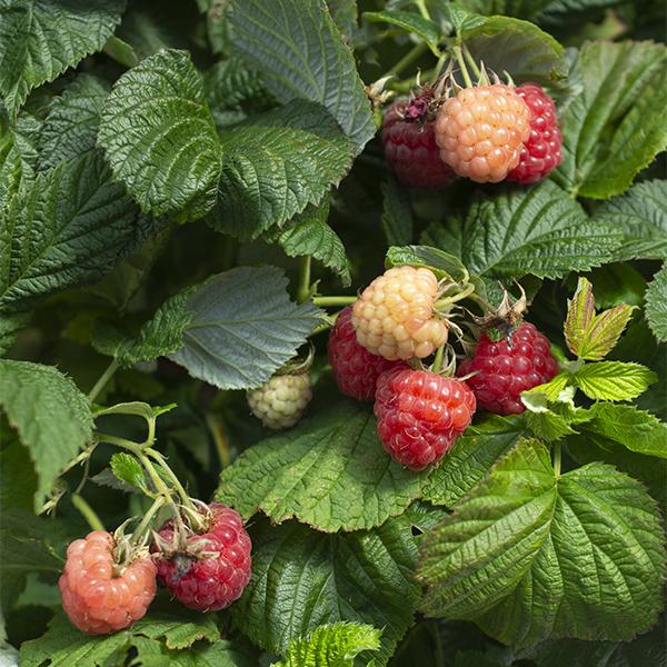 Raspberry Raspberry Shortcake - 2 Gal