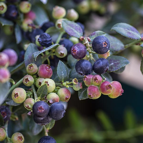 Blueberry Berrybux - 2 Gal