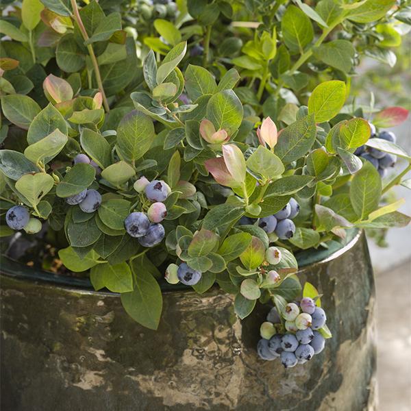 Blueberry Pink Icing - 2 Gal