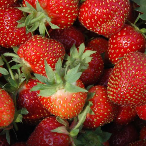 Strawberry Junebearing Allstar - Bundle of 25 