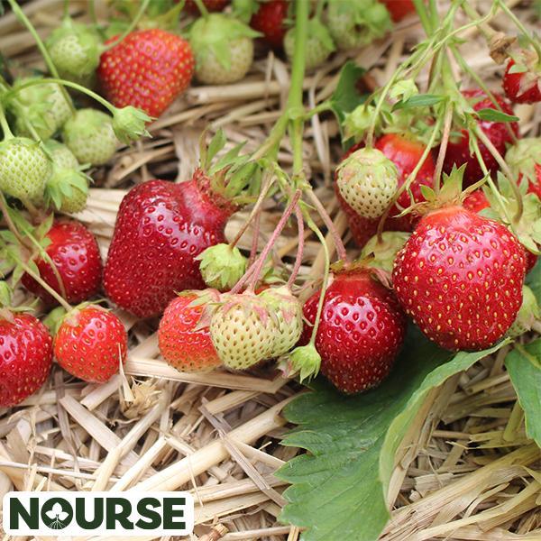Strawberry Junebearing Earliglow - Bundle of 25 