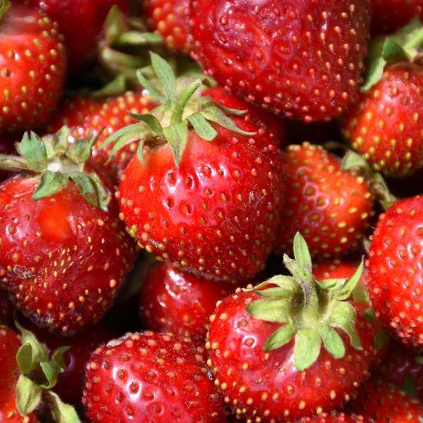 Strawberry Junebearing Honeoye - Bundle of 25 