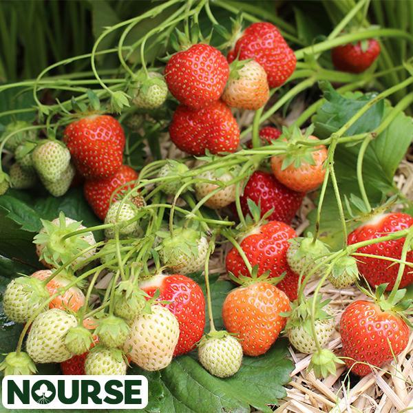 Strawberry Junebearing Jewel - Bundle of 25 