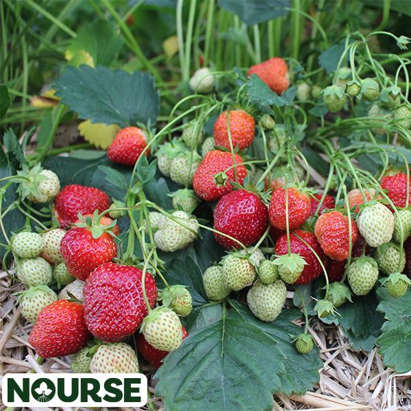 Strawberry Junbearing Sparkle - Bundle of 25 