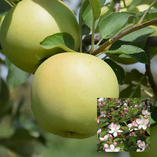 Apple Semidwarf Golden Delicious - 7 Gal