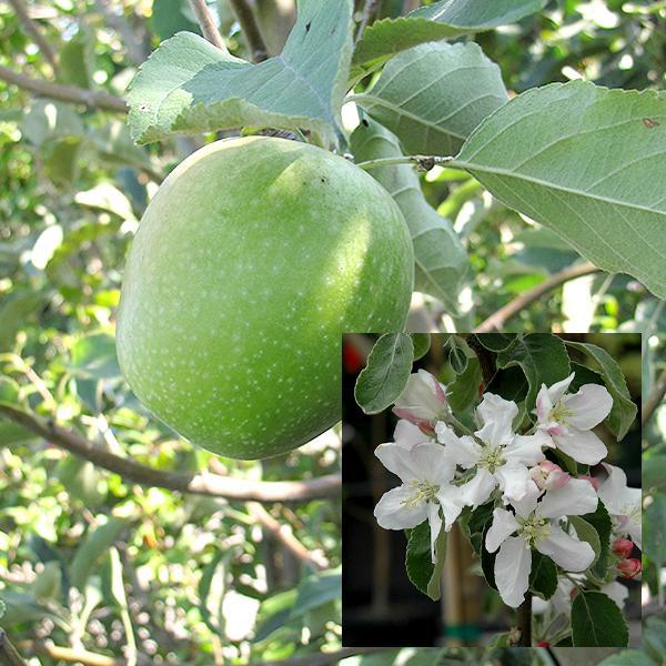 Apple Semidwarf Granny Smith - 7 Gal