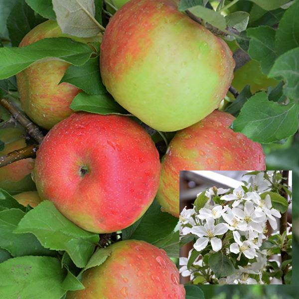 Apple Semidwarf Honeycrisp - 7 Gal