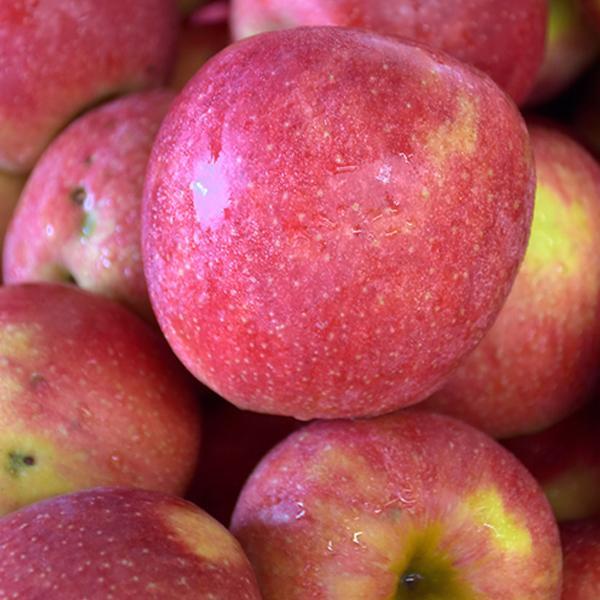 Apple Semidwarf Jonagold - 7 Gal