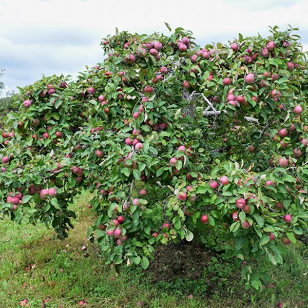 Apple Semidwarf Mcintosh - 7 Gal