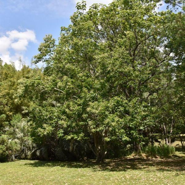 Nut Chestnut Dunstan - 7 Gal