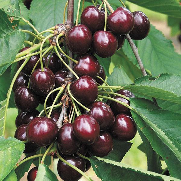 Cherry Semidwarf Regina - 7 Gal