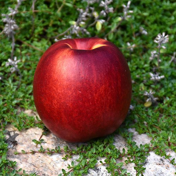 Nectarine Dwarf Fantasia - 7 Gal