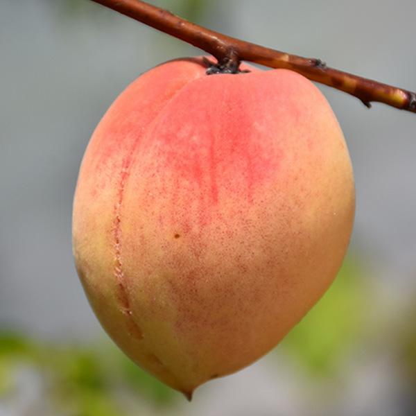 Peach Dwarf Belle of Georgia - 7 Gal