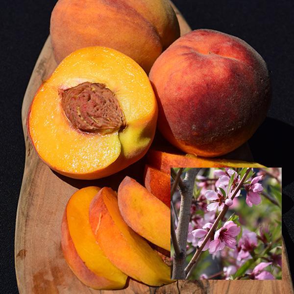 Peach Dwarf July Elberta - 7 Gal