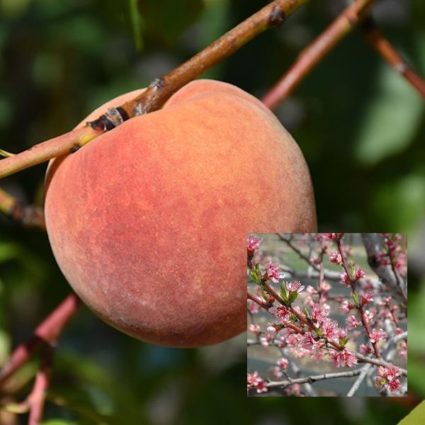 Peach Dwarf Redhaven - 7 Gal