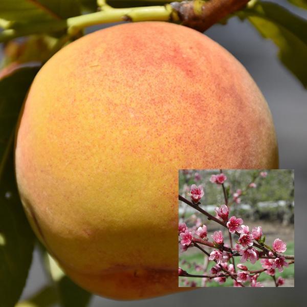 Peach Dwarf Reliance - 7 Gal