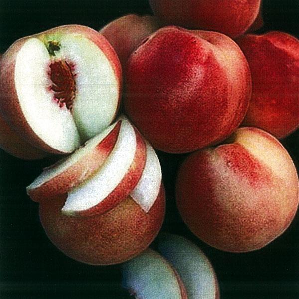 Peach Dwarf White Lady - 7 Gal