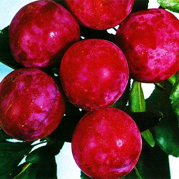 Plum Dwarf Santa Rosa - 7 Gal