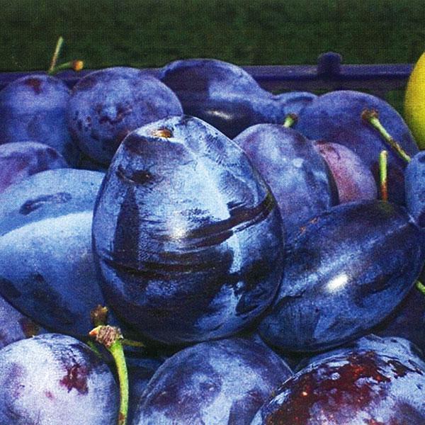 Plum Dwarf Stanley Prune - 7 Gal