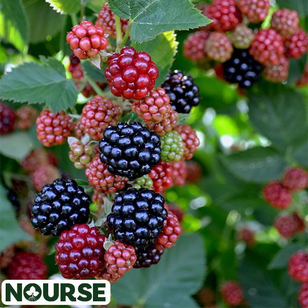Blackberry Chester Thornless - 2 Gal