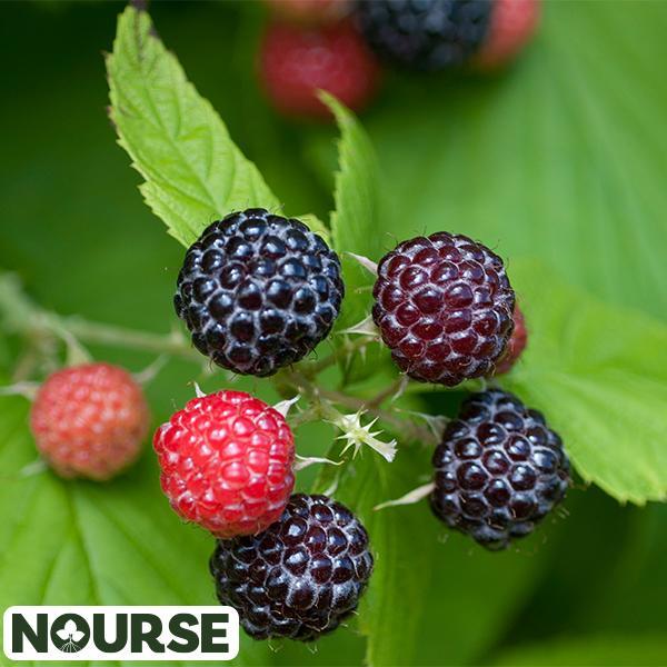 Raspberry Black Bristol - 2 Gal