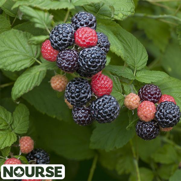 Raspberry Black Jewel - 2 Gal