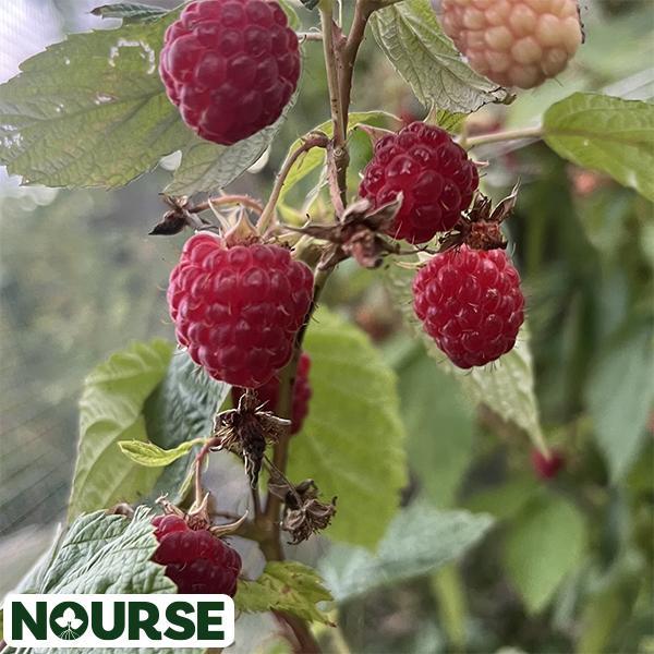 Raspberry Red Caroline - 2 Gal