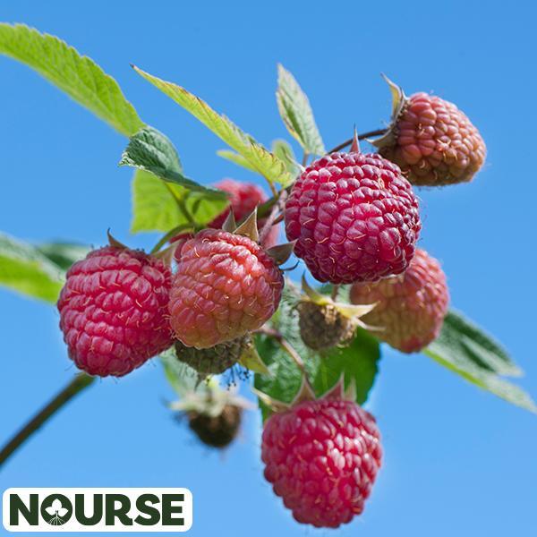 Raspberry Red Heritage - 2 Gal