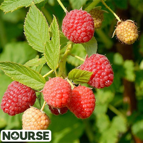 Raspberry Red Prelude - 2 Gal