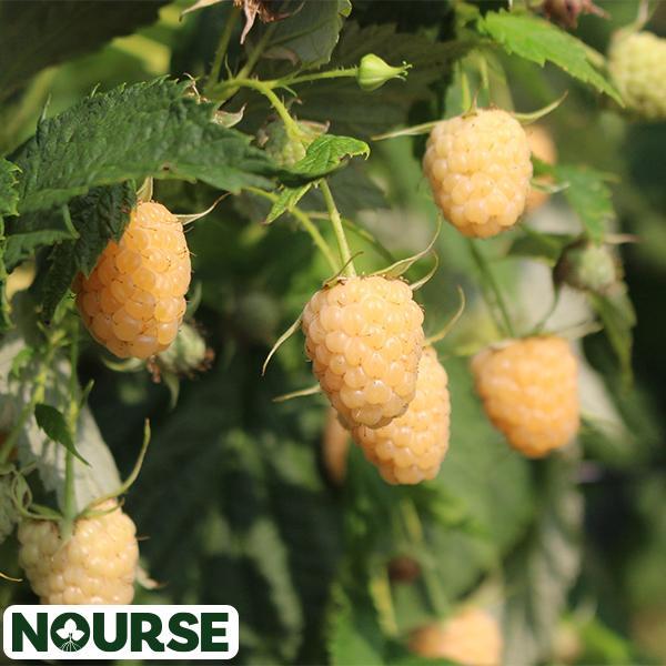 Raspberry Yellow Anne - 2 Gal