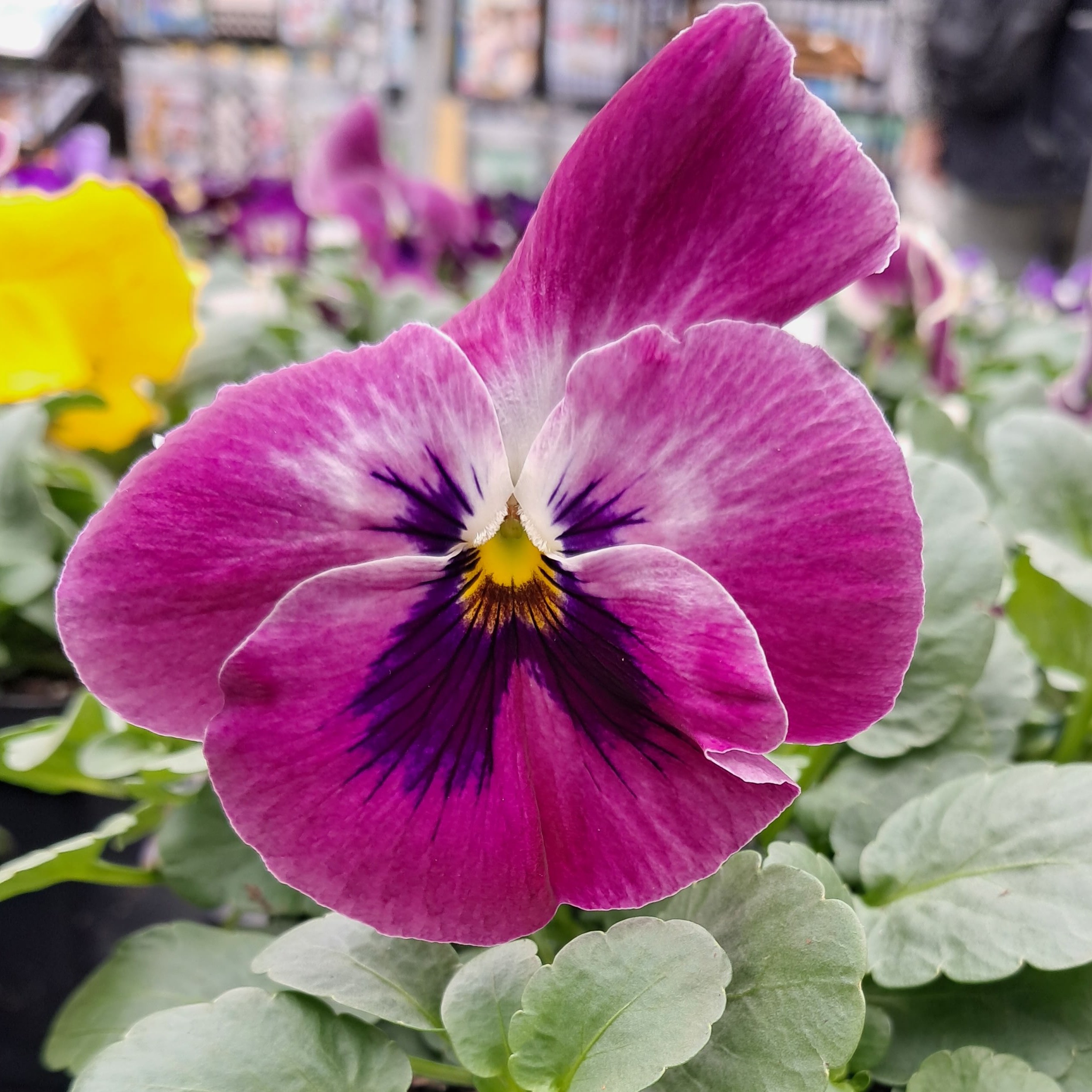 Colorful Pansies