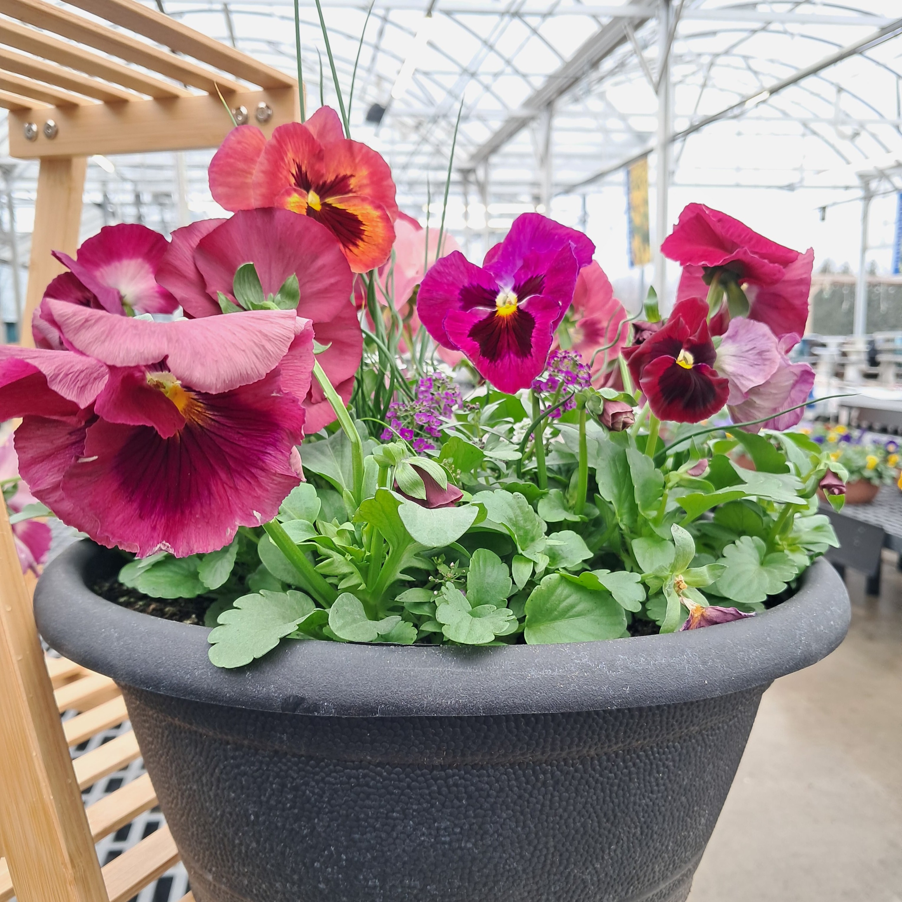 Colorful Pansy Alyssum Bowl