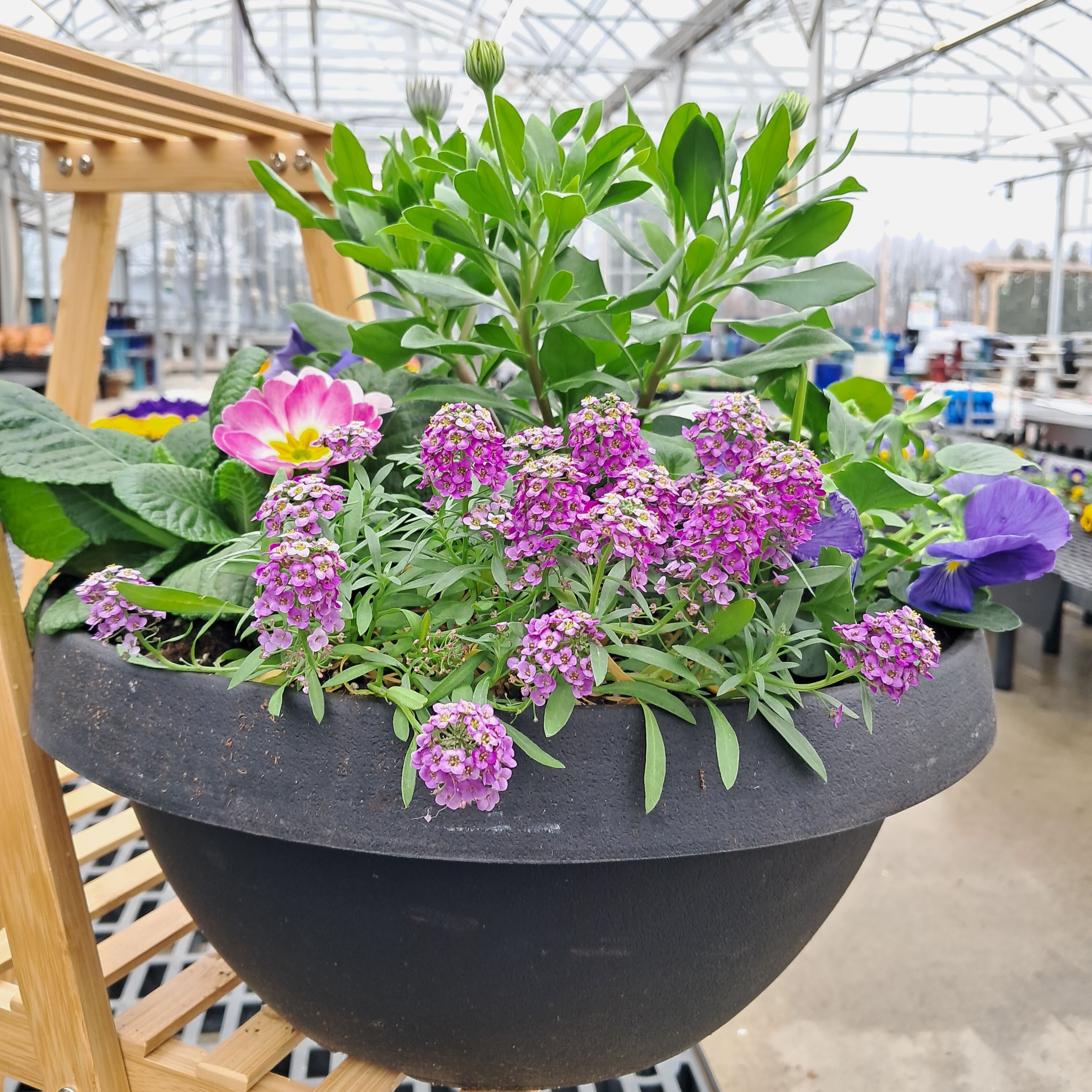 Cool Weather Flowering Low Bowl Planter