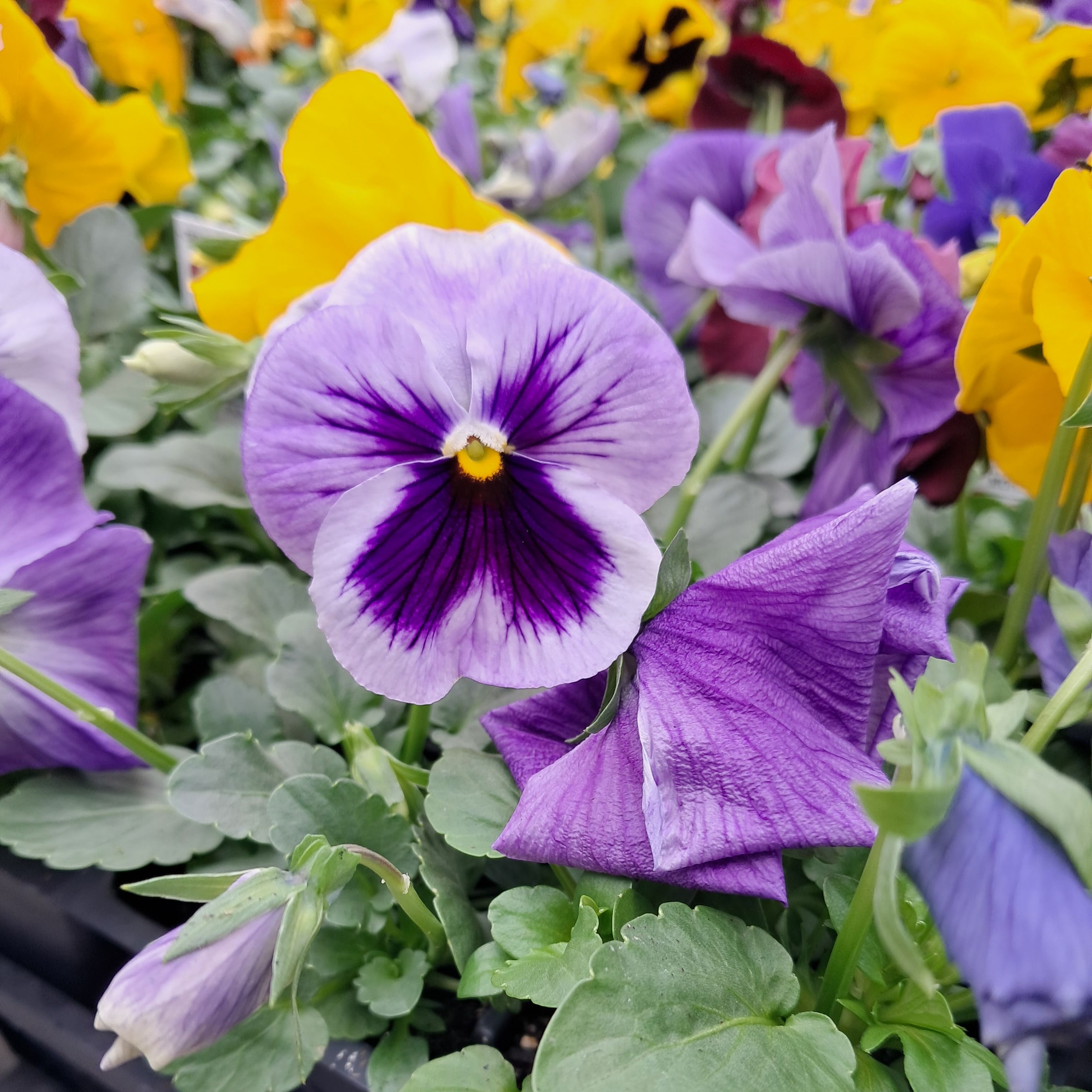 6 Pack of Colorful Pansies and Violas