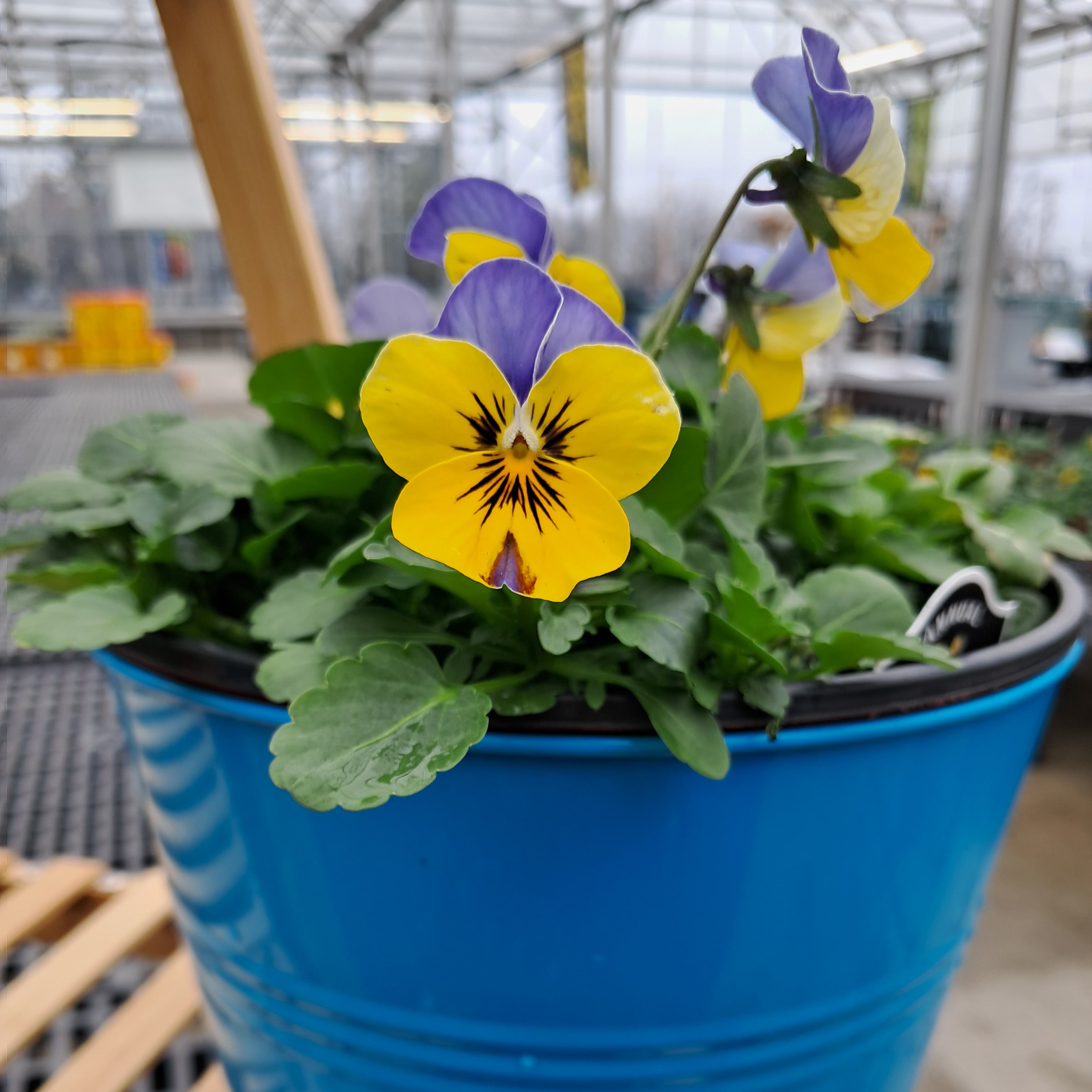 Colorful Pansy/Viola Tin
