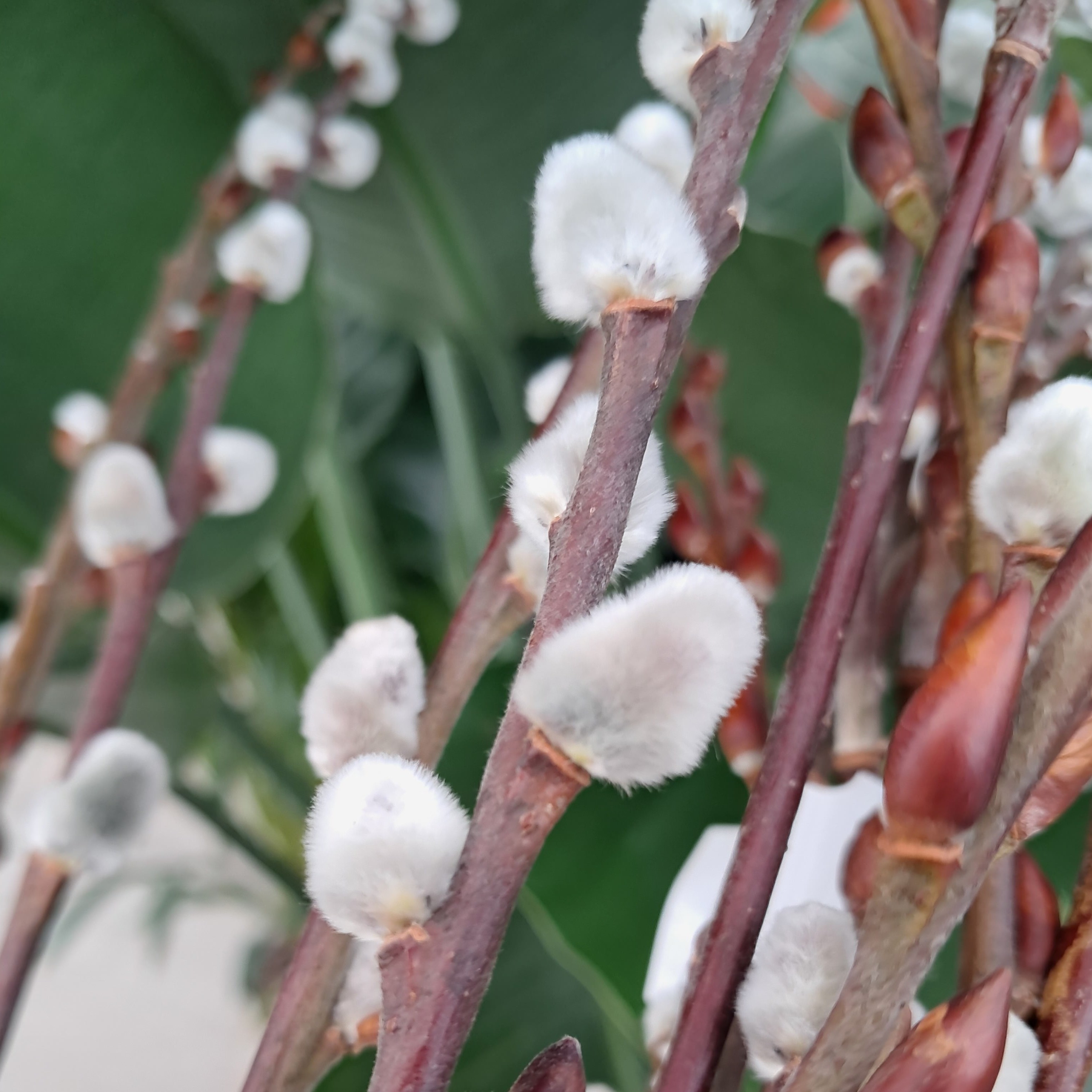 Pussy Willow Stems