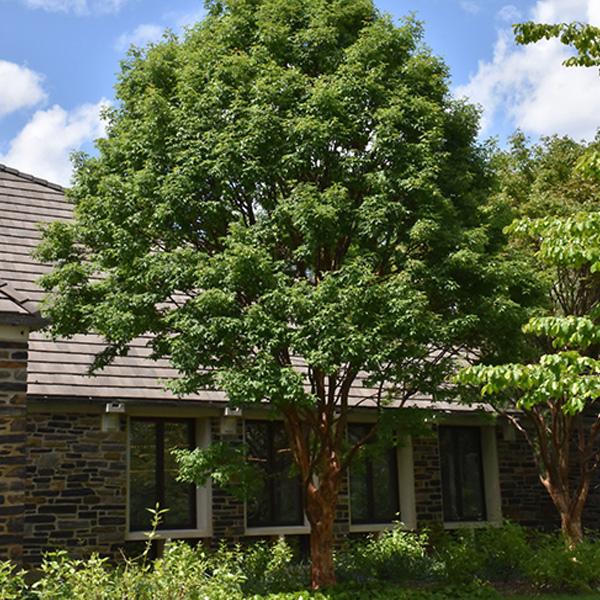 Maple, Paperbark- BB6'