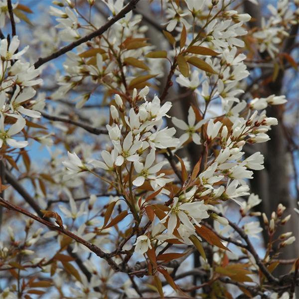 Serviceberry, Autumn Brilliance - 7C