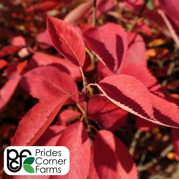 Serviceberry, Autumn Brilliance Multi Stem- 7C