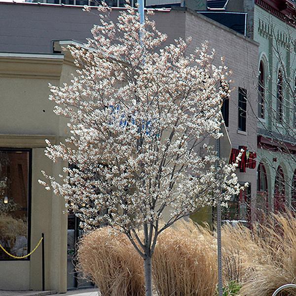 Serviceberry, Autumn Brilliance Multi Stem- 10C