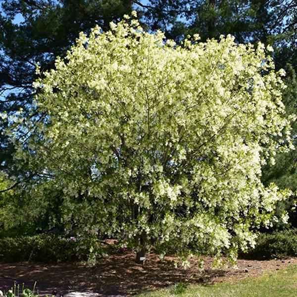 Fringetree, White- 7C