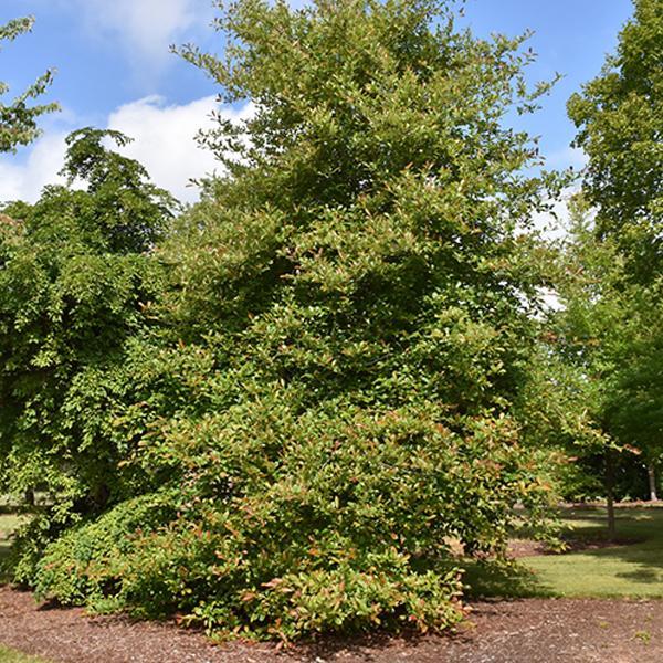 Black Gum, Wildfire- 7C