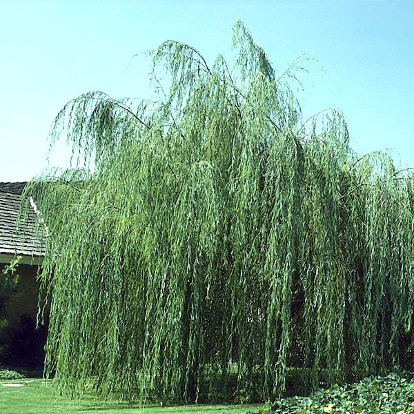Willow, Weeping- 5C