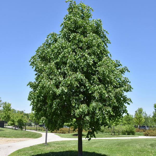 Linden, Greenspire- 7C